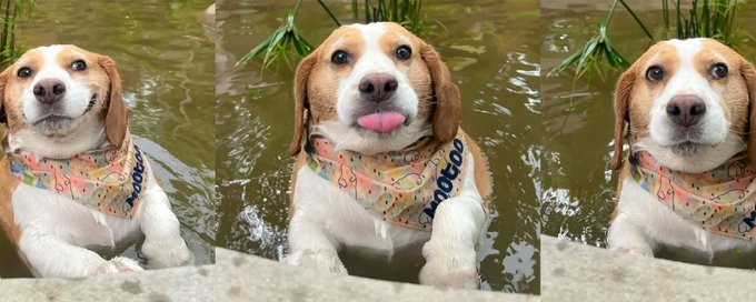 $MOOTOO Dog with Scarf